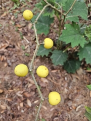 (c) Liliana Ramírez-Freire, some rights reserved (CC BY) Solanum myriacanthum, photograph (c) Liliana Ramírez-Freire, some rights reserved (CC BY)