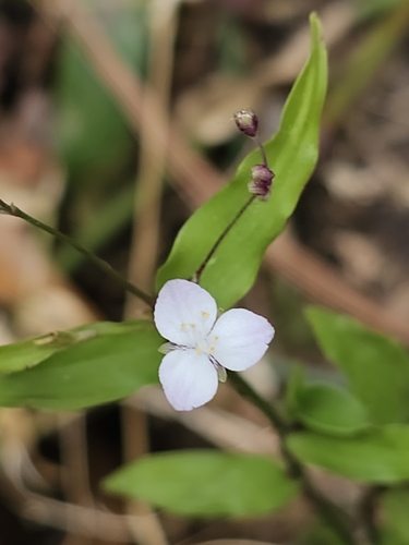 Dotted Bridalveil (Gibasis pellucida)