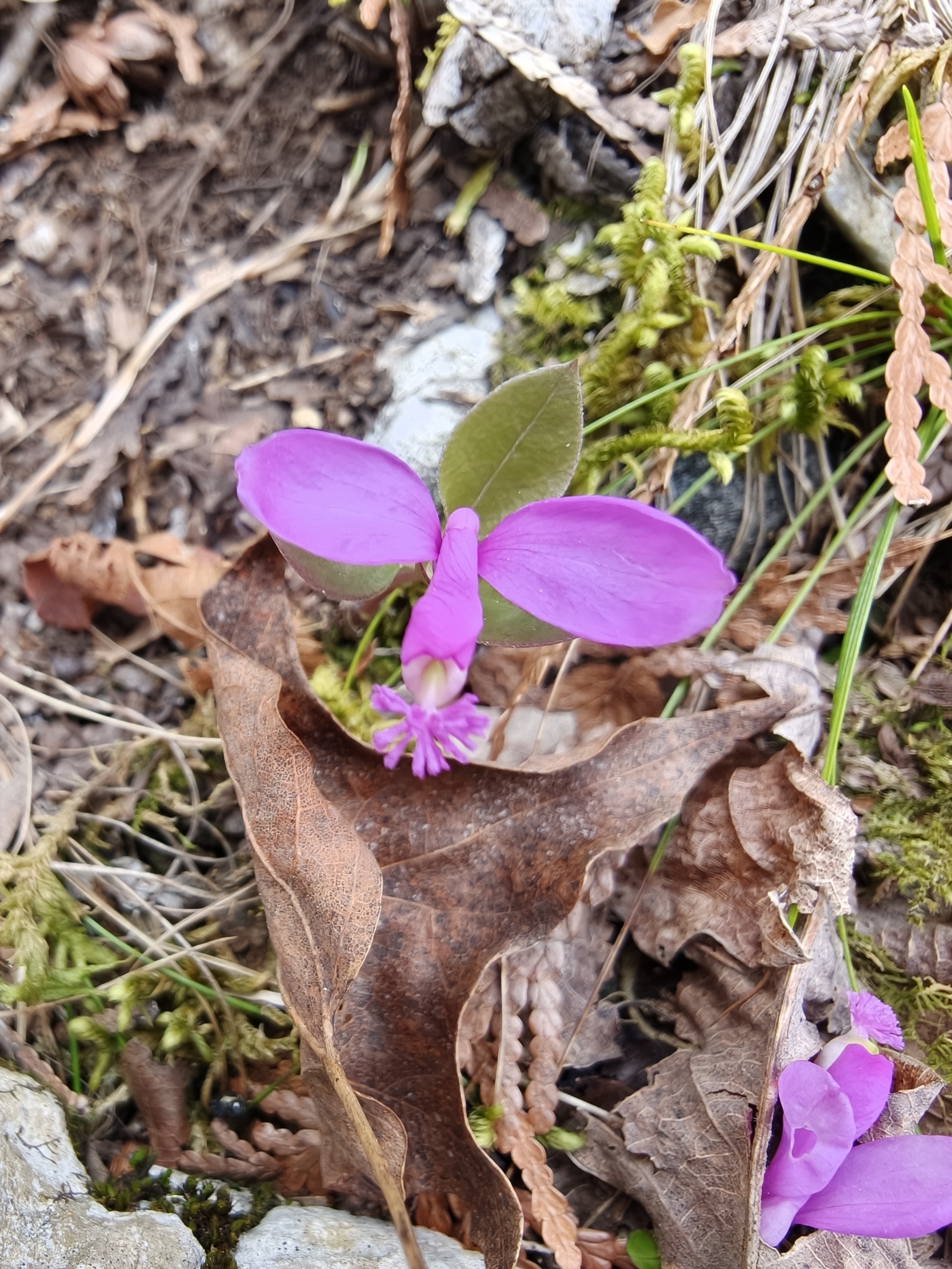 Imagem de Polygaloides paucifolia