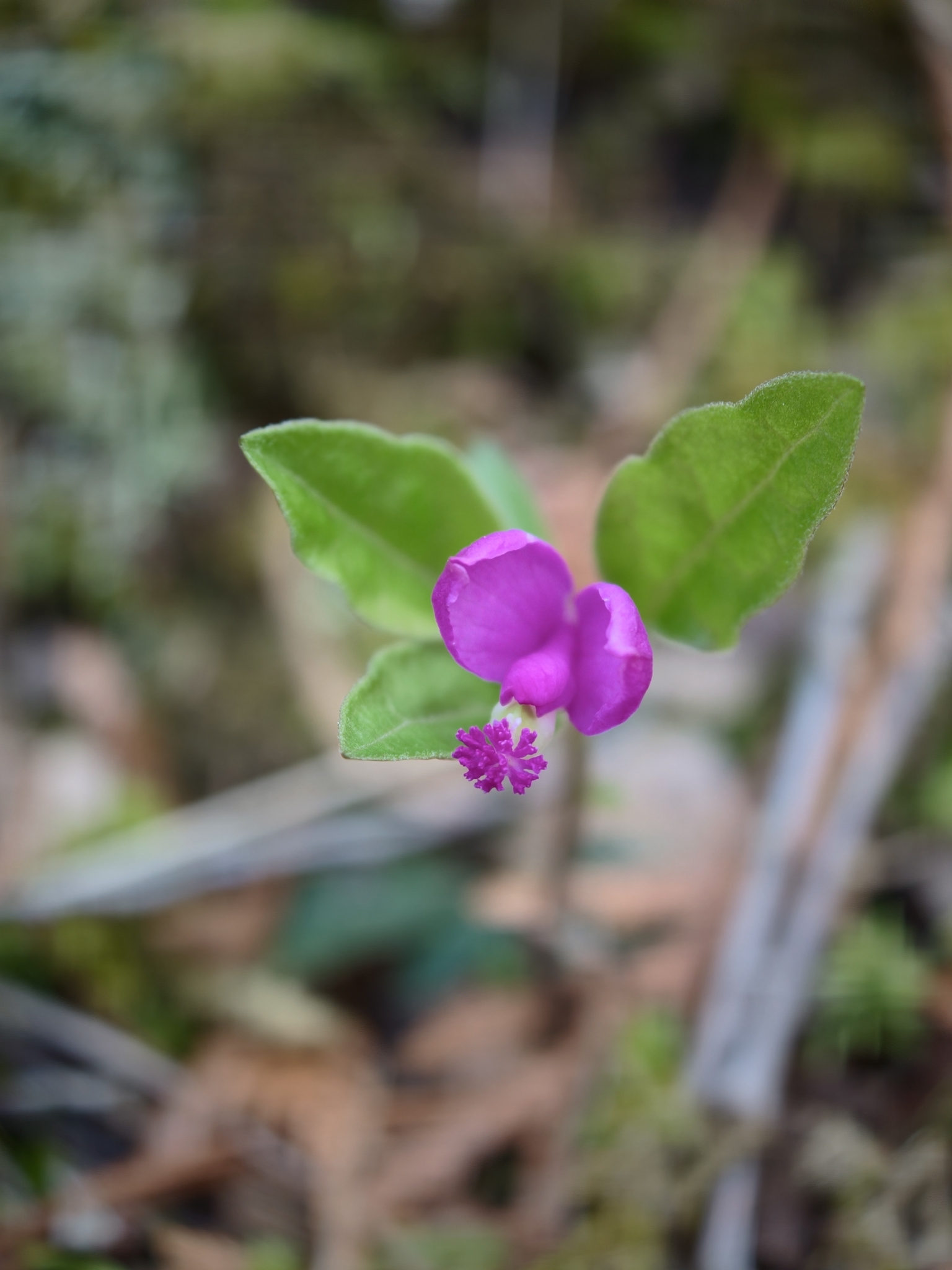 Imagem de Polygaloides paucifolia