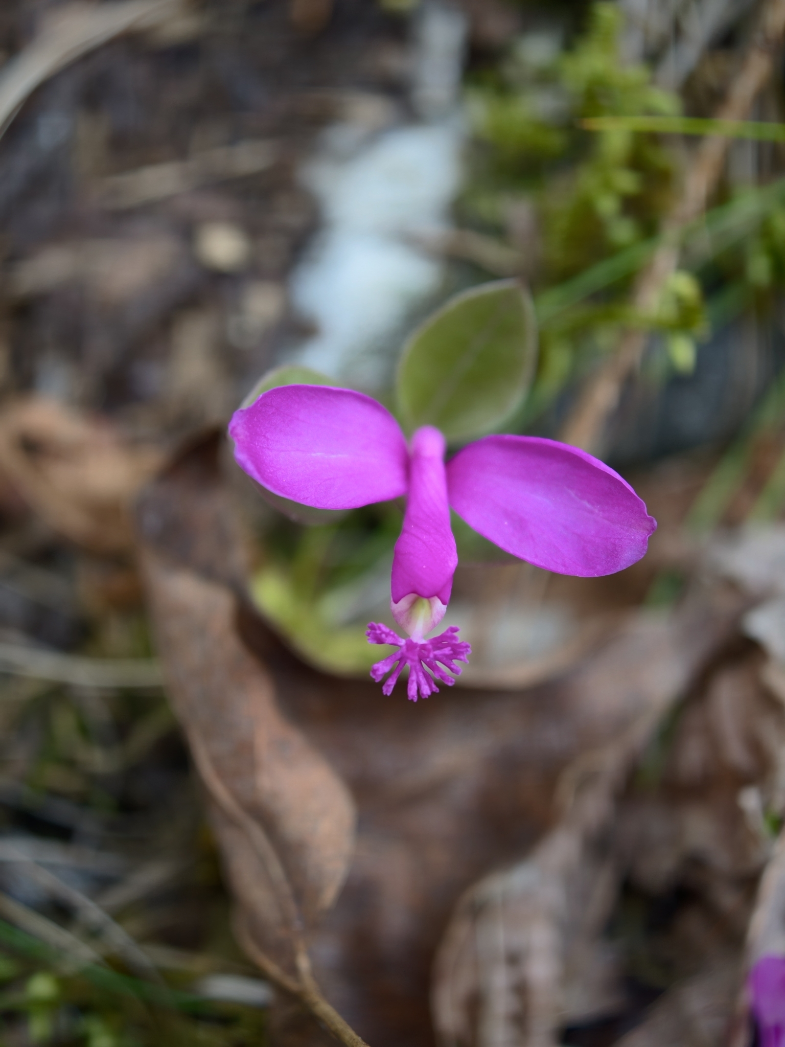 Imagem de Polygaloides paucifolia