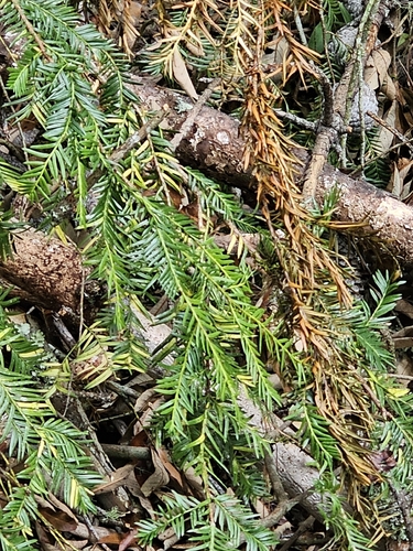 Taxus globosa, photograph 2