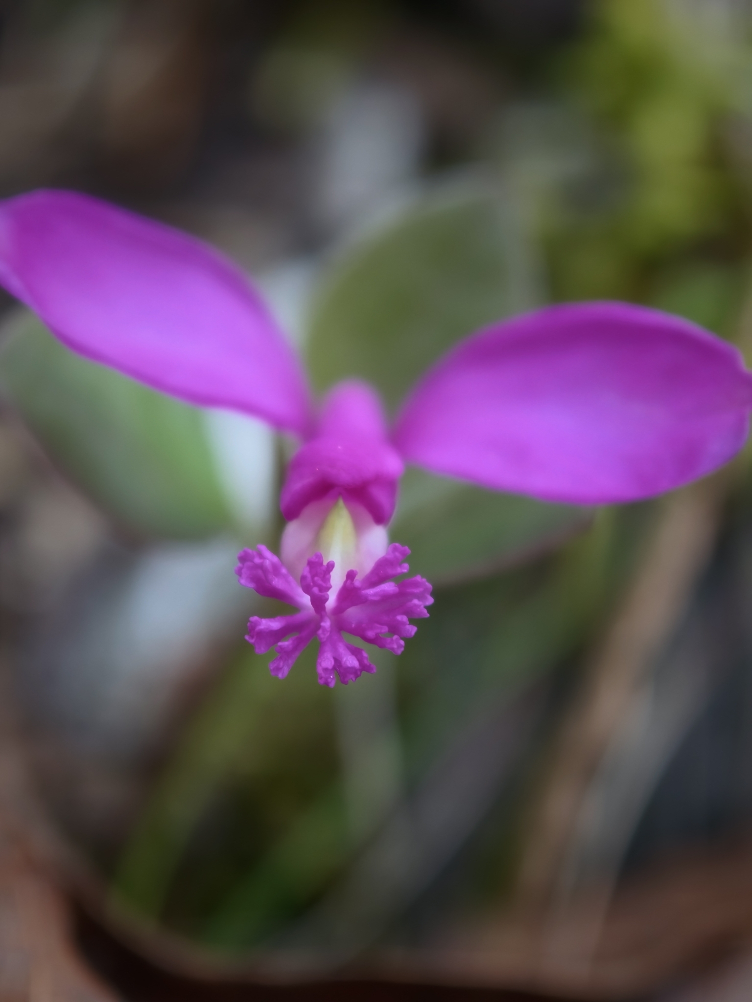 Imagem de Polygaloides paucifolia