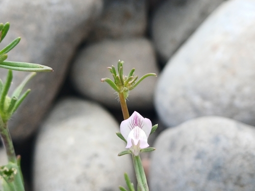 Pale Weasel's-snout (Misopates calycinum)