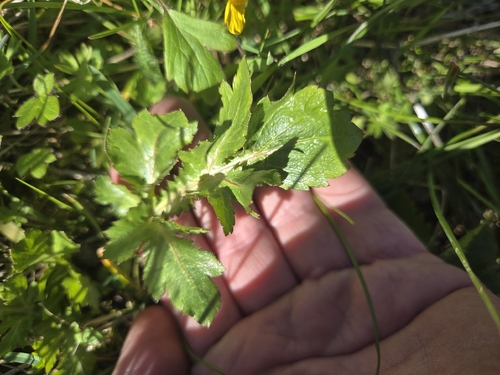 Purple Sanicle (Sanicula bipinnatifida)