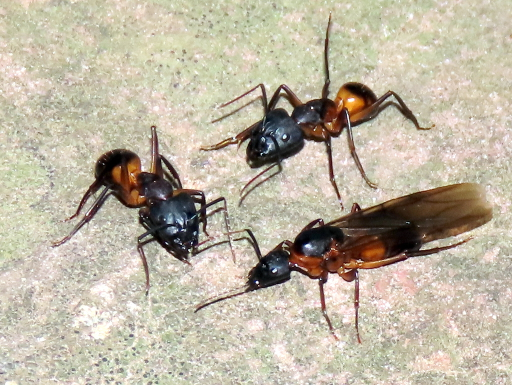 Bayne's Sugar Ant