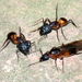 Camponotus baynei - Photo (c) Gigi Laidler, μερικά δικαιώματα διατηρούνται (CC BY-NC), uploaded by Gigi Laidler