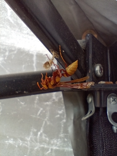 Executioner Paper Wasp