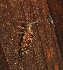 Eupogonius tomentosus
