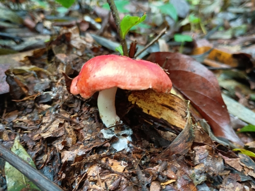 Leucopaxillus gracillimus