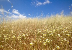 Calochortus superbus
