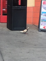 Columba livia domestica