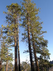 Calocedrus