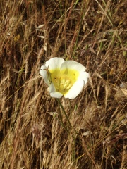Calochortus superbus