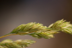 Dactylis glomerata lobata