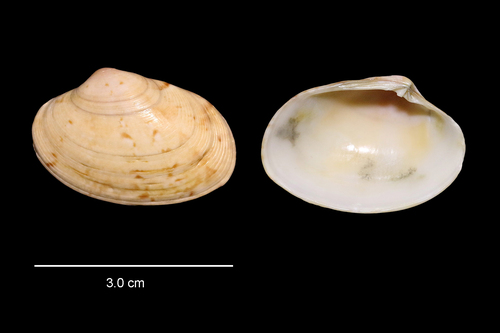 Polititapes rhomboides observed 2026-04-03
