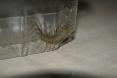 Scutigera coleoptrata