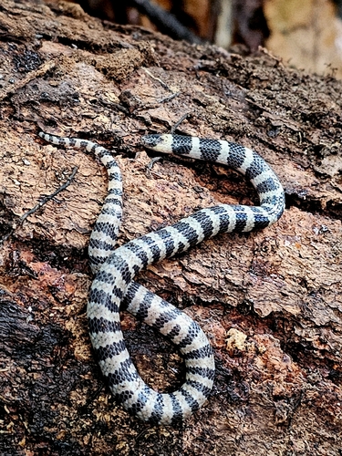 Potosí Earth Snake, Geophis latifrontalis