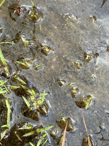 Tooth Sundew
