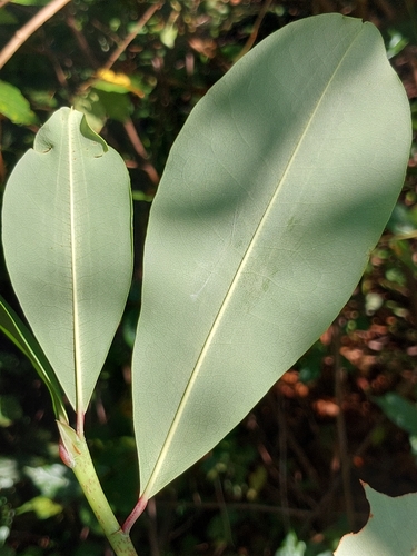 Erythroxylum platyclados observed 2026-04-07