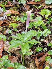 Arisaema macrospathum, photograph Liliana Ramírez-Freire, CC BY, iNaturalist via GBIF