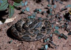Bothrops