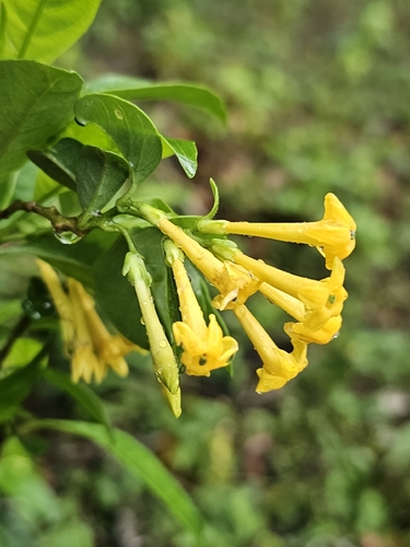 orange cestrum (Cestrum aurantiacum)
