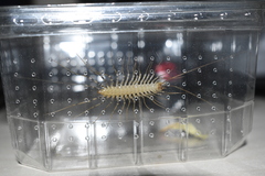 Scutigera coleoptrata
