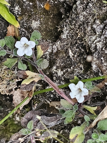 Jamaicanweed (Nama jamaicensis)