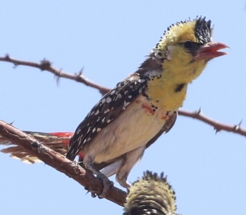 Yellow-breasted Barbet