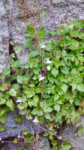 Ivy-leaved toadflax