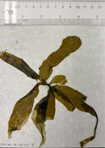 Petalonia fascia observed 2026-03-22
