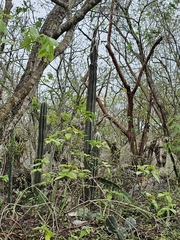 Pilosocereus leucocephalus