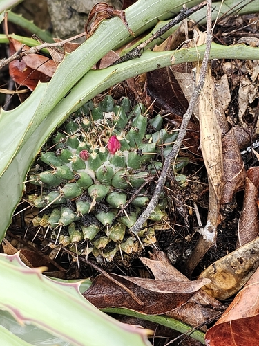Mammillaria compressa (Mammillaria compressa)