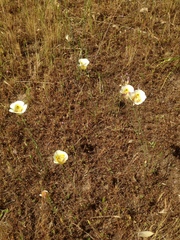 Calochortus superbus