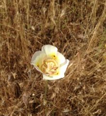 Calochortus superbus