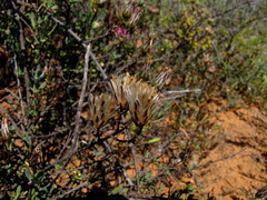 Pteronia oblanceolata