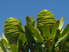 Needleaf Conebushes - Photo (c) Felix Riegel, some rights reserved (CC BY-NC), uploaded by Felix Riegel