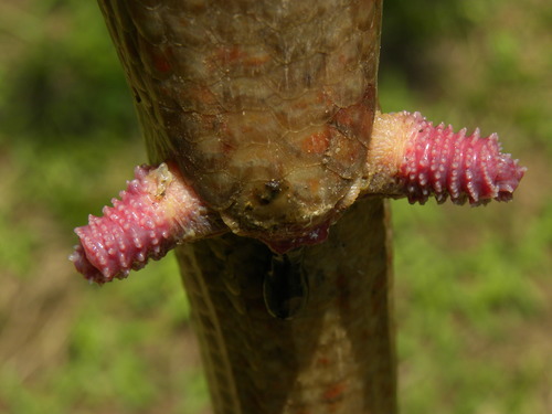 European Glass Lizard