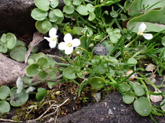 Cardamine corymbosa, photograph (c) Colin Legg, some rights reserved (CC BY)