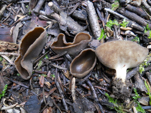 Platypodia observed 2026-04-07