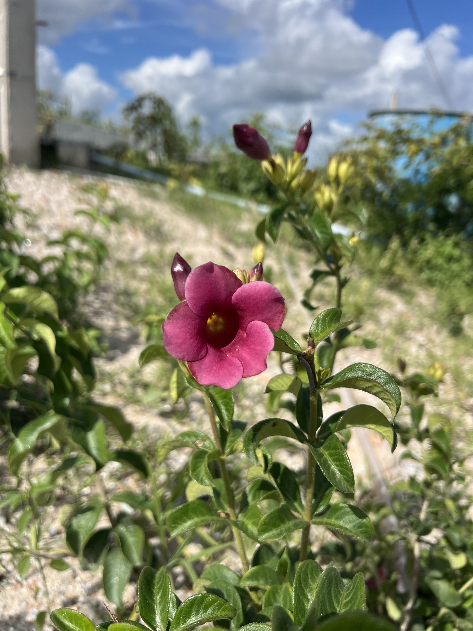 Allamanda blanchetii