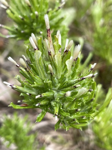 Annual Trampweed (Facelis retusa)