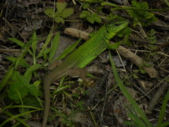 Lacerta strigata
