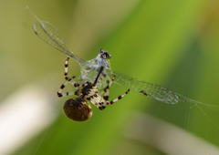 Ischnura cervula
