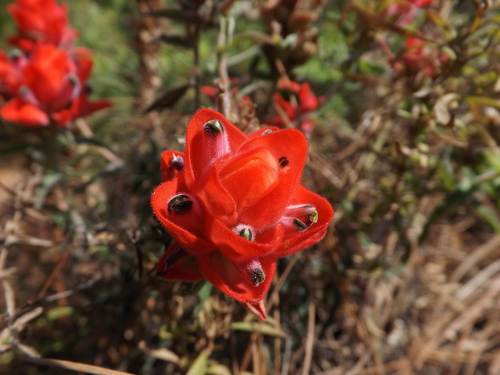 Flor de tiempo