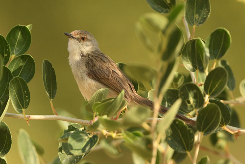 Graceful Prinia (Prinia gracilis), photo 3