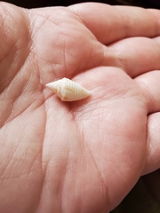 Conasprella stearnsii