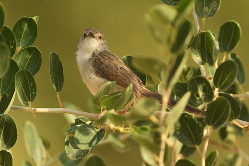Graceful Prinia (Prinia gracilis), photo 4