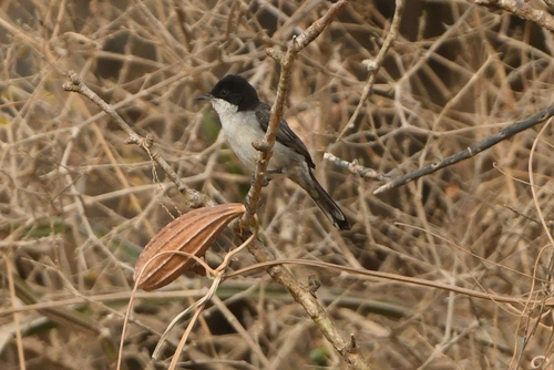 Arabian Warbler (Curruca leucomelaena), photo 6